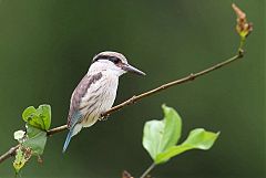 Striped Kingfisher